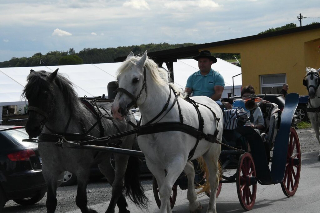 konji žabno (42)
