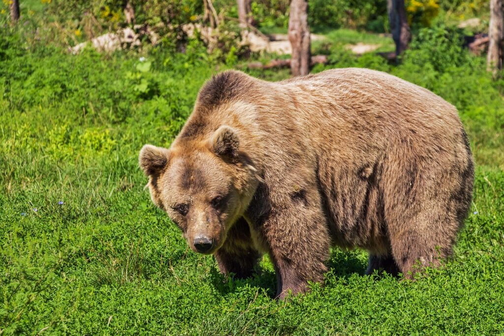 Lovci odstrijelili zalutalog medvjeda u Kostreni, ugrozio nekoliko ljudi