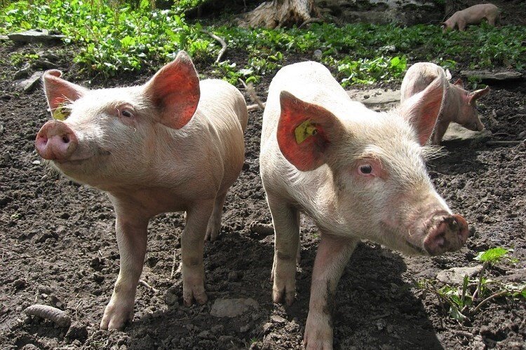 Najavljena tri programa potpore za ublažavanje posljedica afričke svinjske kuge