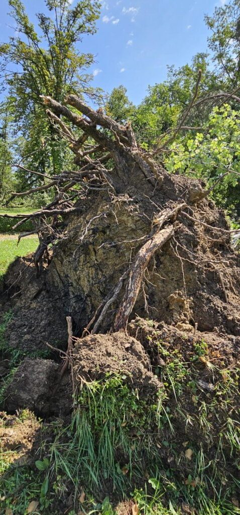 Spomenik parkovne arhitekture Park oko dvorca Lužnica 4 (Large)