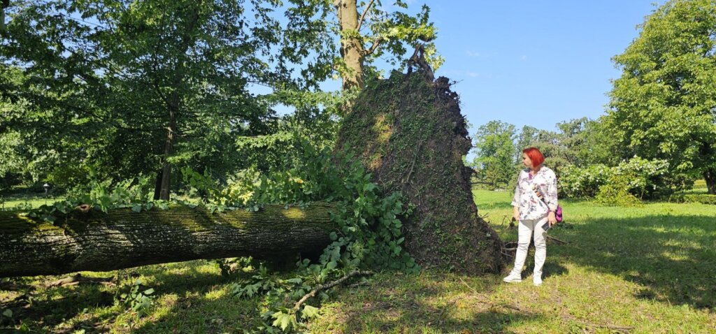 Spomenik parkovne arhitekture Park oko dvorca Lužnica 6 (Large)