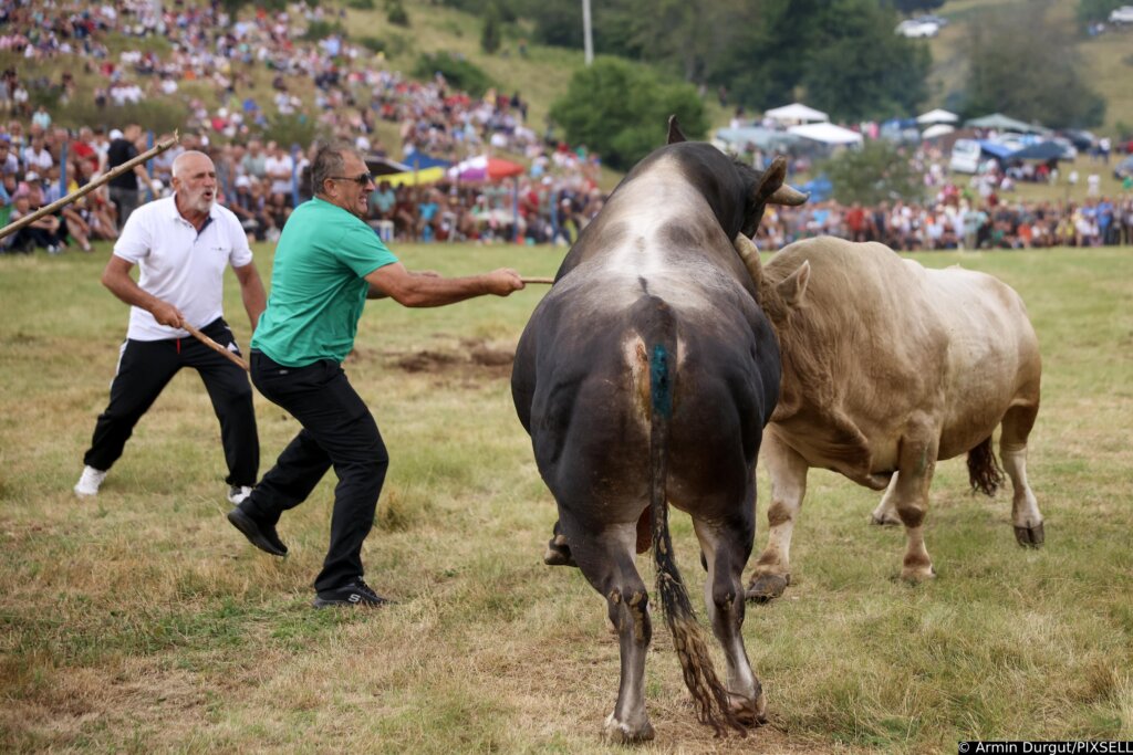 Tradicionalne borbe bikova u Čevljanovićima okupljaju tisuće gledatelja