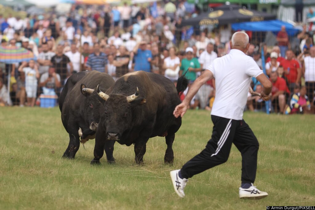 Tradicionalne borbe bikova u Čevljanovićima okupljaju tisuće gledatelja