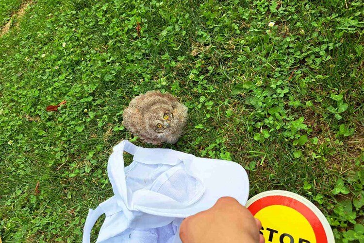 Mladi prometni policajci spasili sovicu i pronašli joj novi dom
