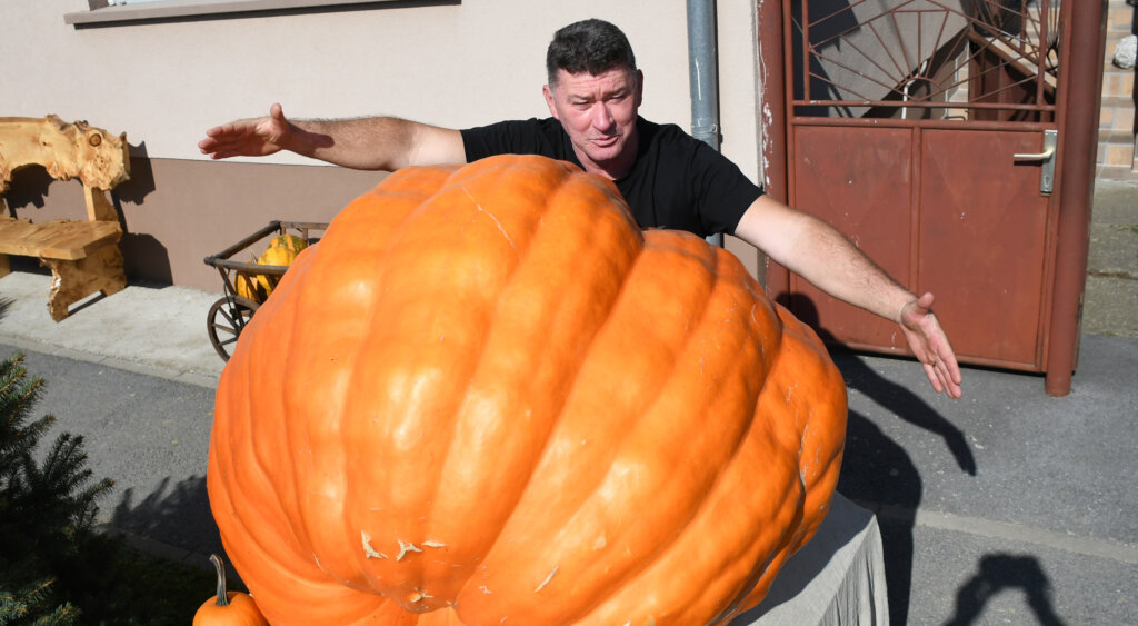 [VIDEO] Željko je uzgojio najveću bundevu u Podravini, teži nevjerojatnih 326 kilograma
