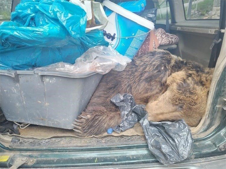 Lovci ubili medvjeda, odgovarat će za krivolov, krađu i trgovanje divljim vrstama