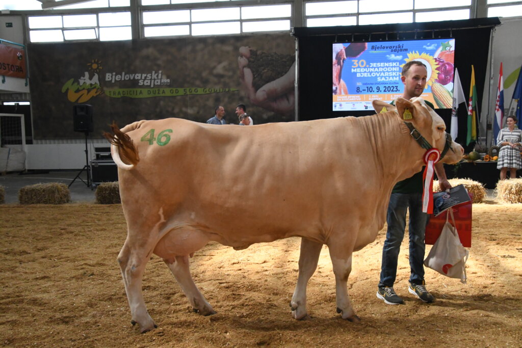 [VIDEO] Krava Wika vrsnog uzgajivača Mile Špehara osvojila prvo mjesto u kolekciji krava s dva telenja