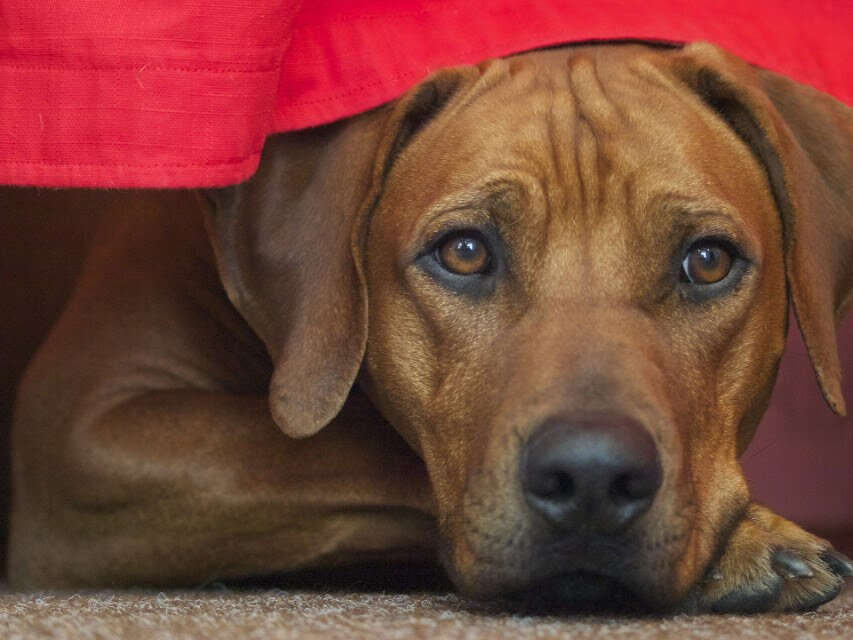Prijatelji životinja pisali Plenkoviću kako silovanje pasa ne bi otišlo u zastaru