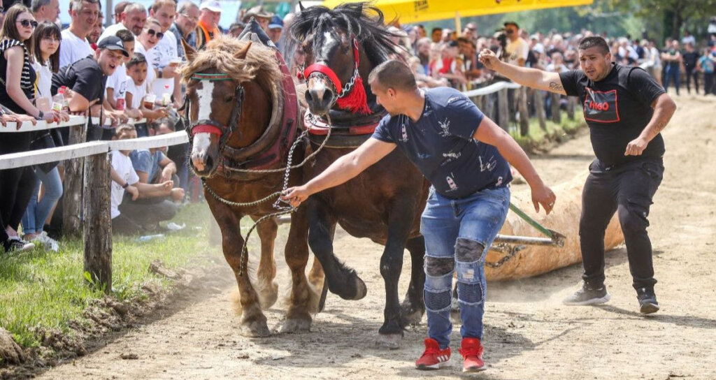 Prijatelji životinja traže zabranu natjecanja u povlačenju trupaca jer je to mučenje konja