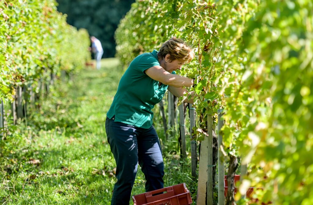 zupanijska_berba_vinogradi_ludbreski_2023 (10)