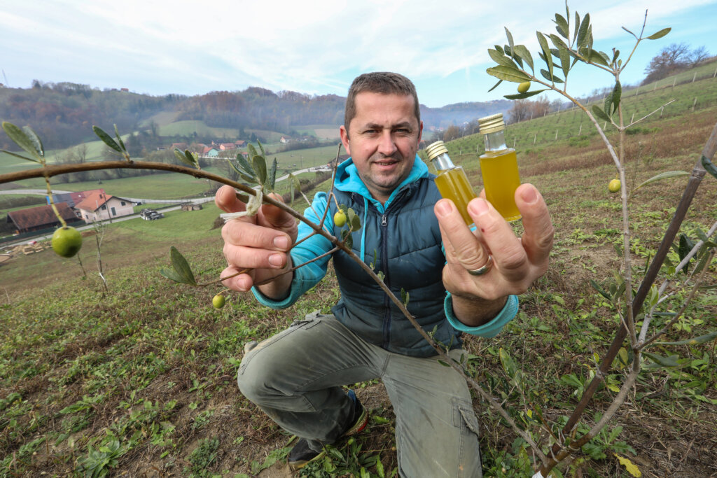 [VIDEO] Miro iz Kozjaka Začretskog napravio je prvo zagorsko maslinovo ulje