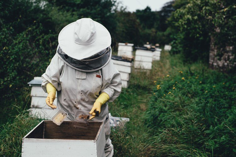 Needuciranost poljoprivrednika u tretiranju bilja razlog pomora pčela