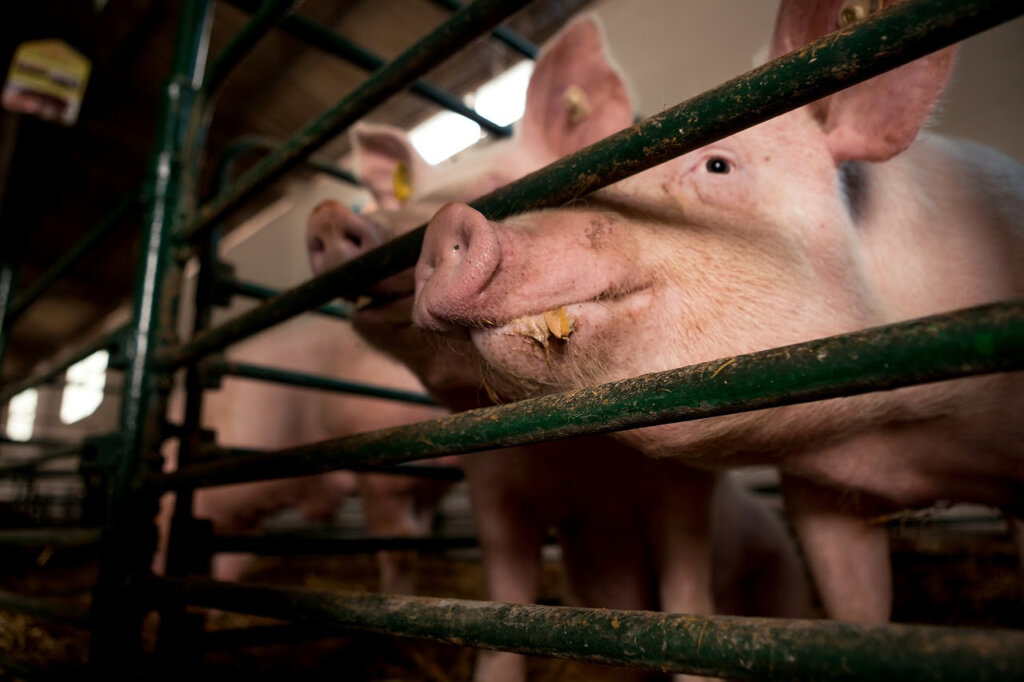 Prijatelji životinja ministrici poručili: Zaustavite zlostavljanje radi suzbijanja svinjske kuge