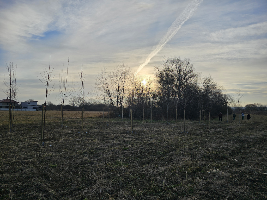 Ozelenjavanje_KC_Sadnice_03