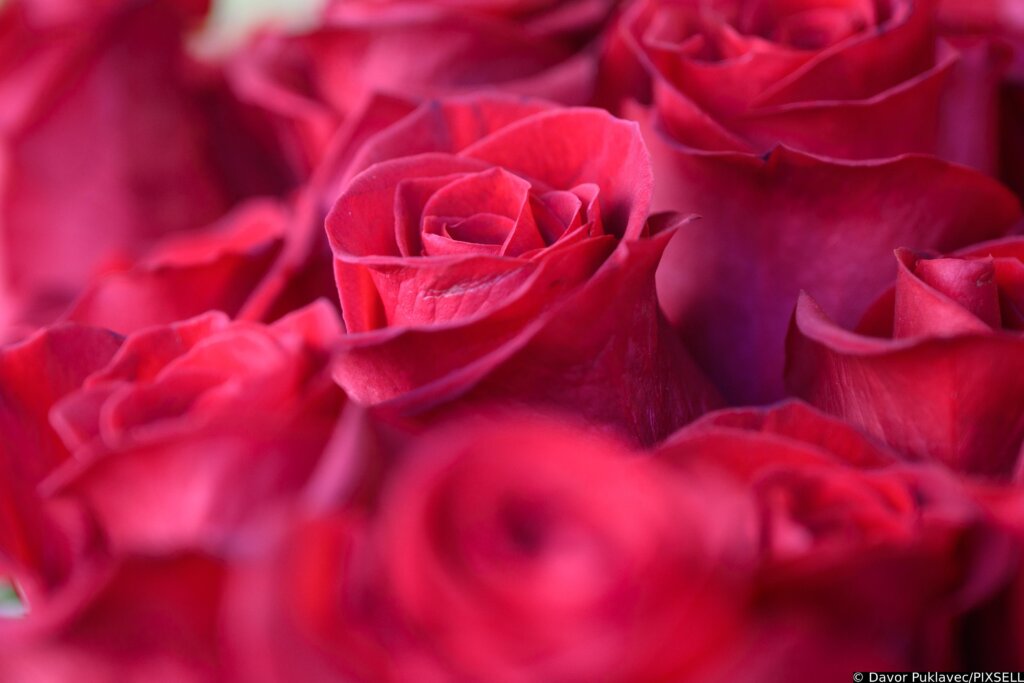Zagreb: Ponuda cvijeća za Valentinovo