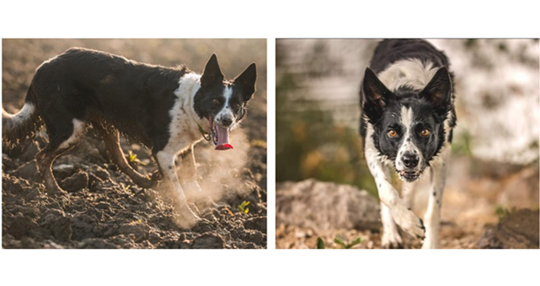 Nestao potražni pas, građani mole za pomoć