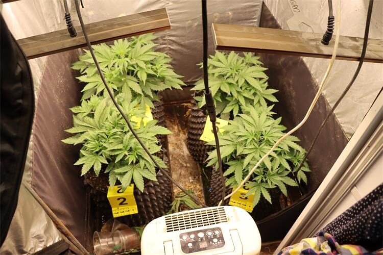 Pretragom kuće pronađen laboratorij za uzgoj marihuane