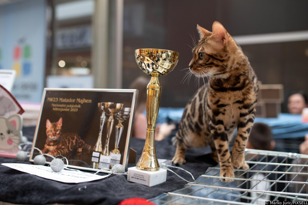 Zagreb: Drugi dan međunarodne izložbe mačaka u King Crossu