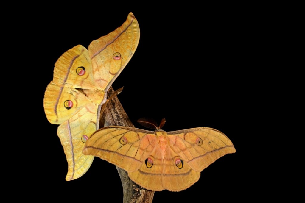 Izložba fotografija leptira ‘Najljepši stanovnici Planeta’ u Samoboru