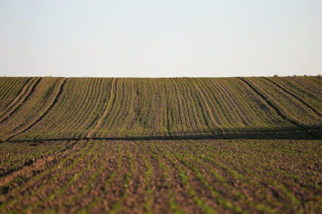 agriculture-4496800.jpg__648x432_q85_crop_subsampling-2_upscale