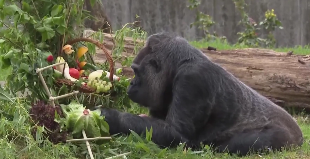 Najstarija gorila na svijetu navršila 67 godina