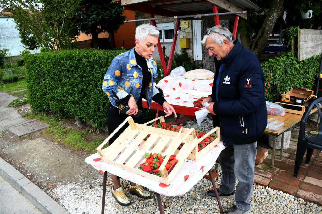 [VIDEO] Jagode koje se prodaju uz prometnicu Koprivnica – Varaždin kupuje i Zlatko Dalić