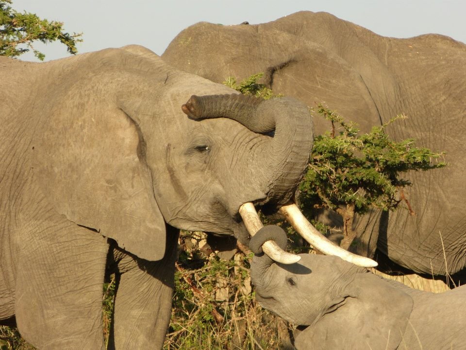 Za slonove, kao i za ljude, pozdravljanje je kompleksna stvar