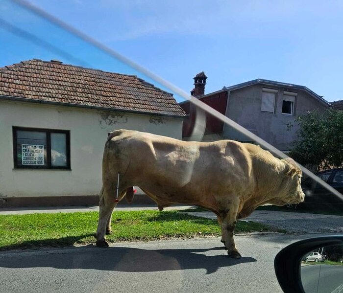 NESVAKIDAŠNJA SITUACIJA Ogroman bik zaustavio promet