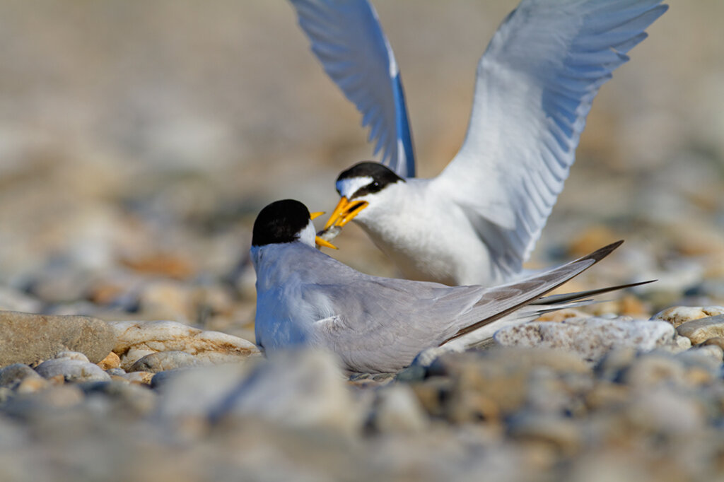 Mala Čigra Litle Tern