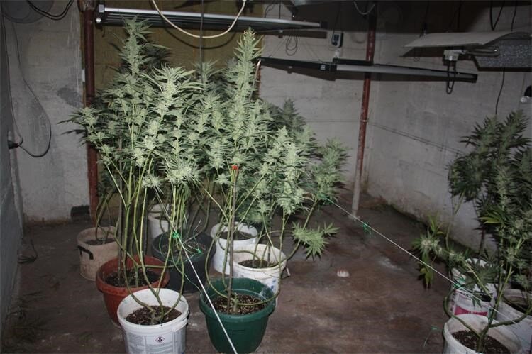 Policija zaplijenila 6,5 kilograma marihuane i opremu za uzgoj