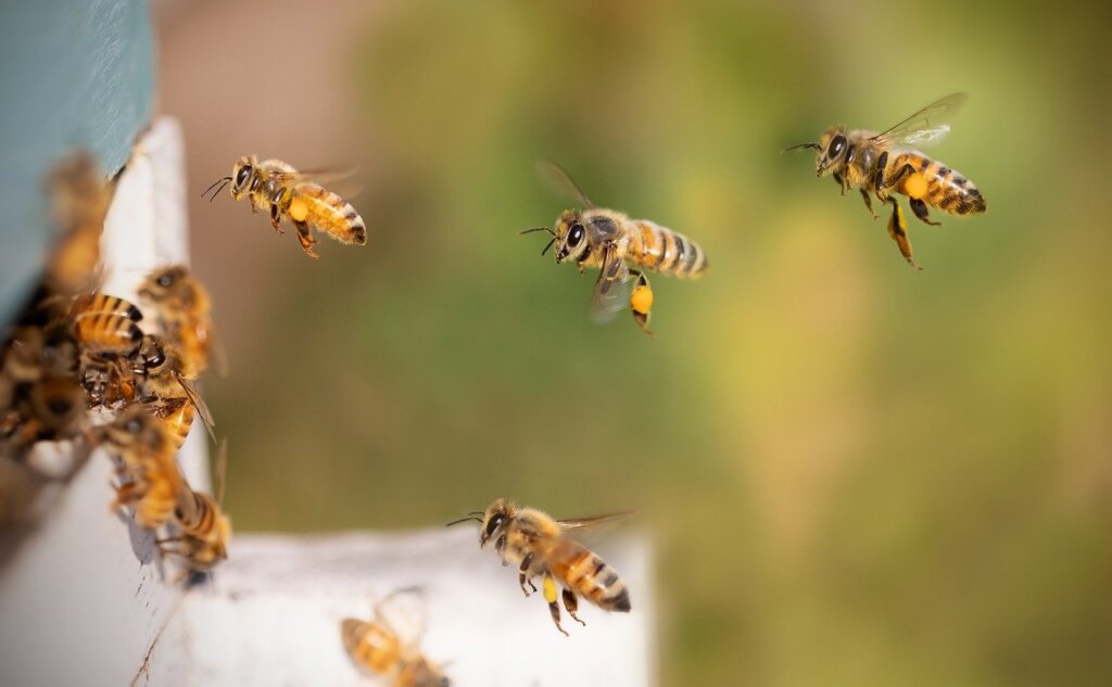 Svjetski dan pčela obilježit će se u Križevcima