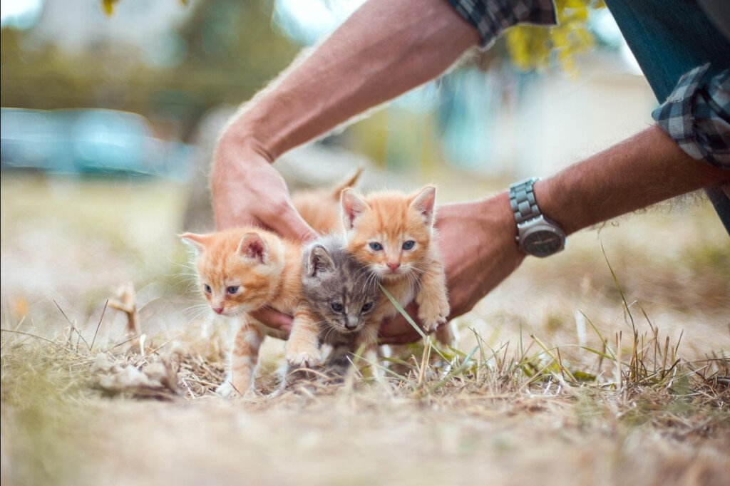 Međunarodni je dan kastracije slobodnoživućih mačaka, Prijatelji životinja pozivaju na provedbu programa „Uhvati-Kastriraj-Vrati”