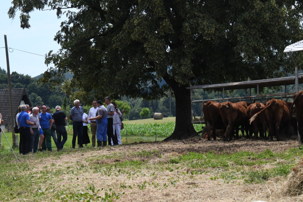 [FOTO/VIDEO] U Dugoj Resi održana radionica uzgoja stoke u sustavu krava-tele, pasmine salers