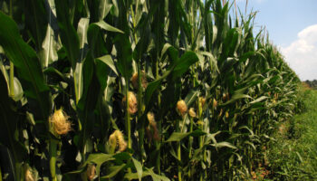 Bulinac: Dozrijevanje Kukuruza