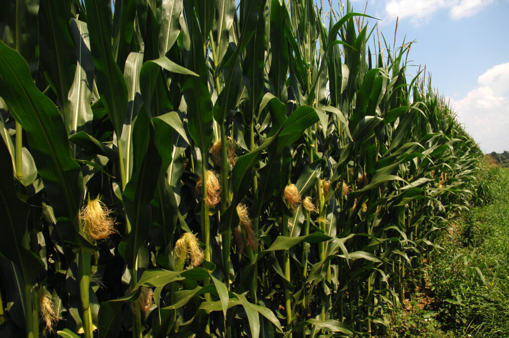 Bulinac: Dozrijevanje Kukuruza