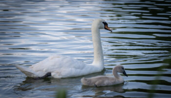 Zagreb: Obitelj Labudova Na Jezeru Rekreativnog Sportskog Ribolovnog Društva Špansko Susedgrad