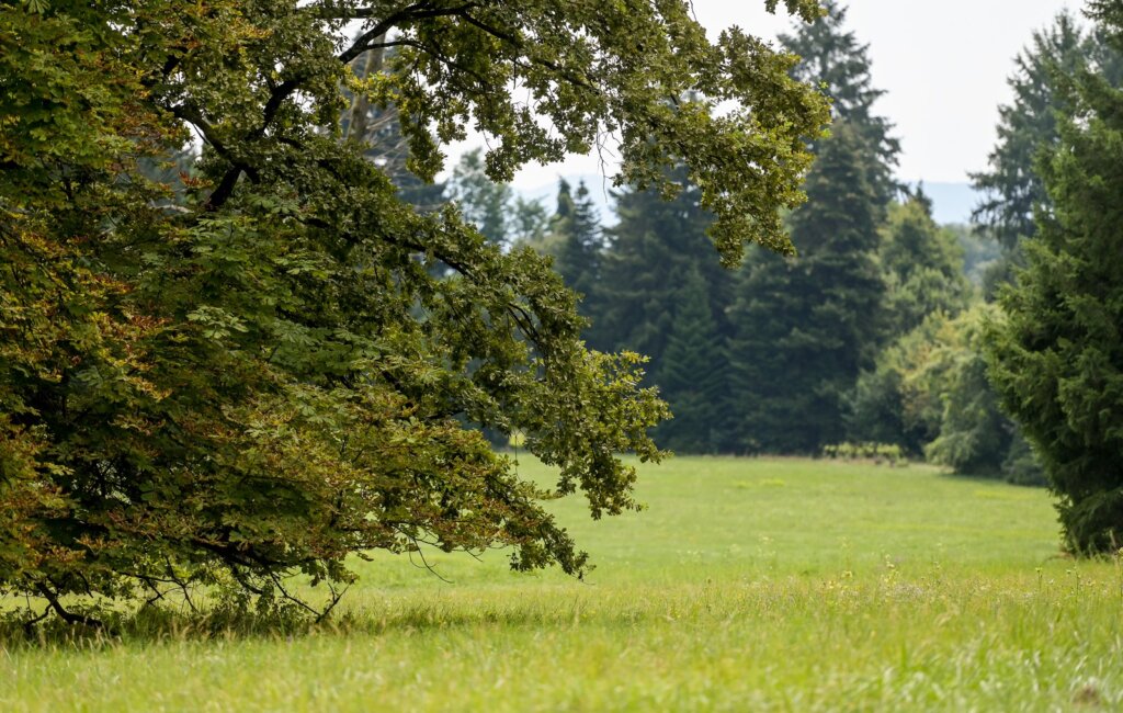 Arboretum Opeka Projekt Revitalizacije 2024 (13)