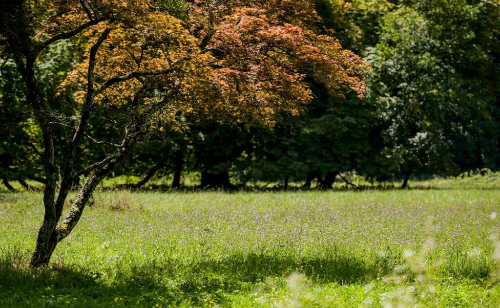 Arboretum Opeka Projekt Revitalizacije 2024 (14)