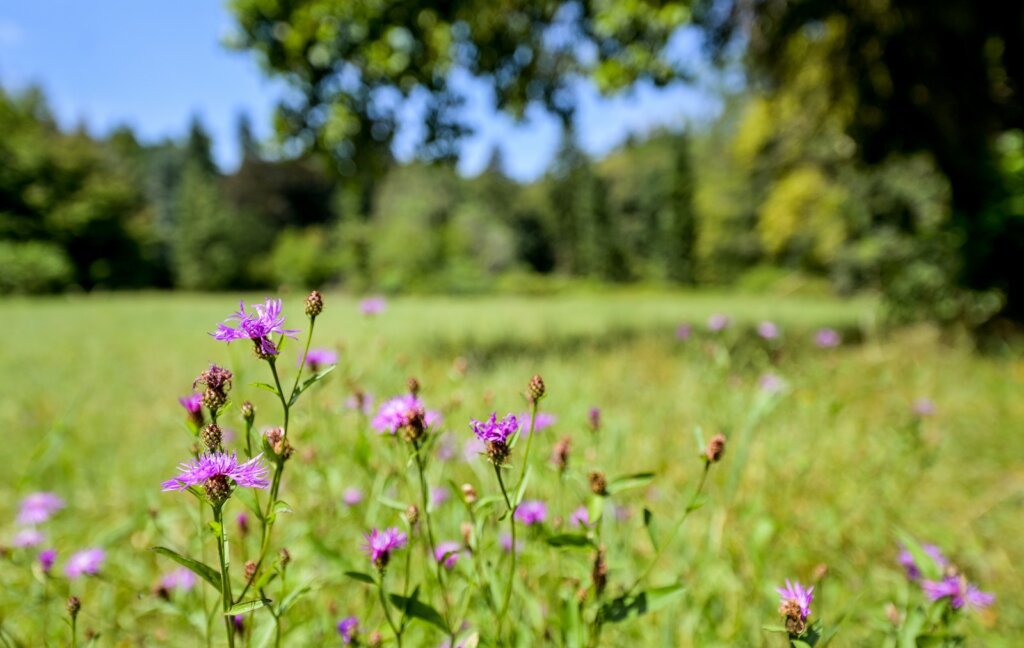 Arboretum Opeka Projekt Revitalizacije 2024 (3)