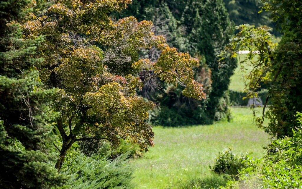 Arboretum Opeka Projekt Revitalizacije 2024 (7)