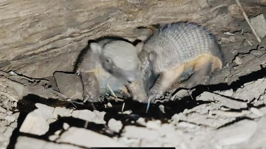 U zagrebačkom ZOO-u prvi put na svijet došli veliki dlakavi pasanci