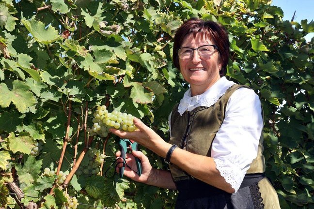 Berba 070924 Autor Fotografije Drazen Kopac 6.jpg 648x432 Q85 Subsampling 2