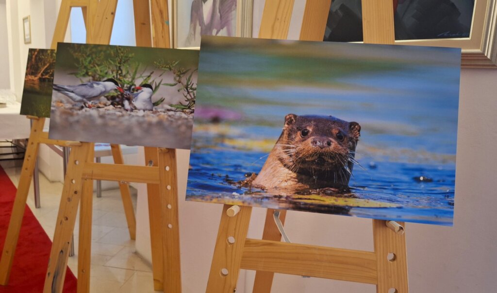 Dan Rijeke Drave 2024 (2)