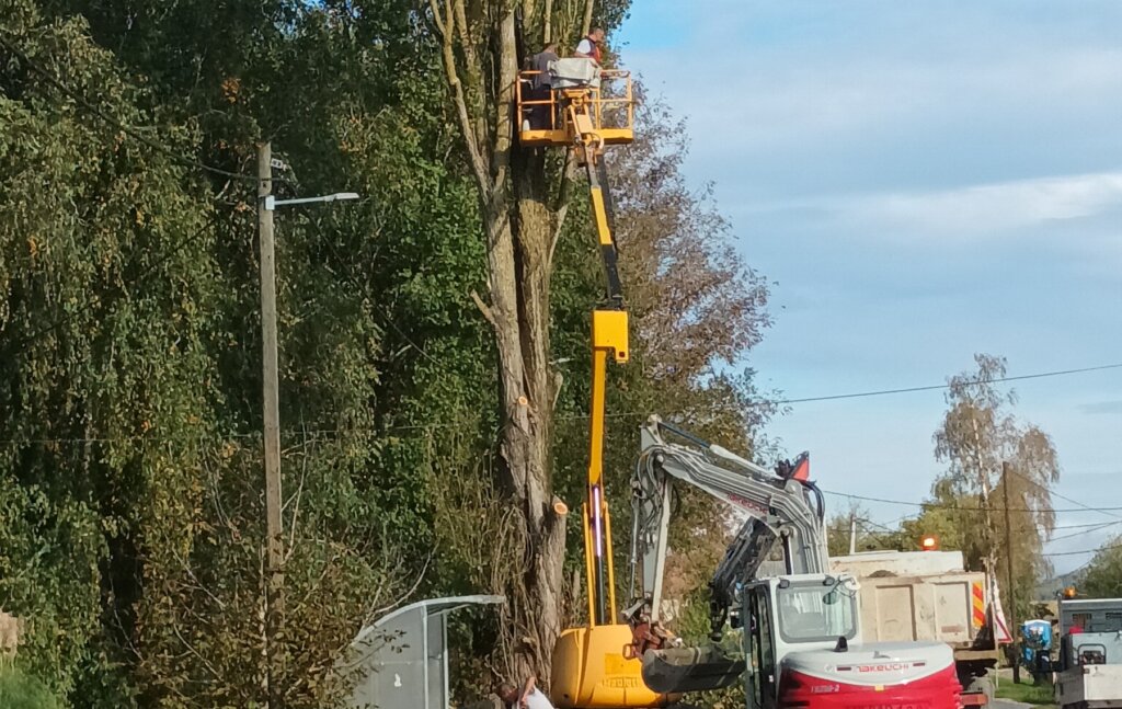 [FOTO] U Banovu ispred škole posjećen stari jablan