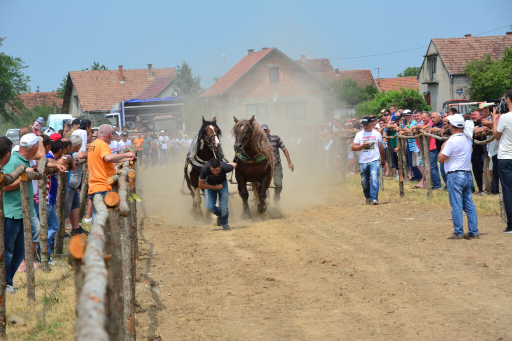 Zlostavljaču životinja odgoda zatvorske kazne “jer se mora brinuti za konje”