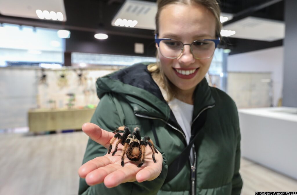 [VIDEO] Izložba 70 tarantula i insekata iz Južne Amerike, Azije i Afrike