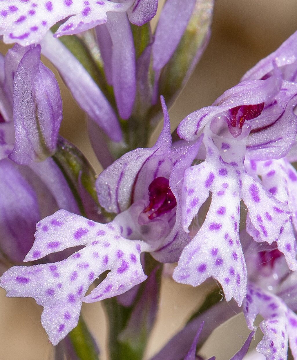 Adventski Kalendar (7)