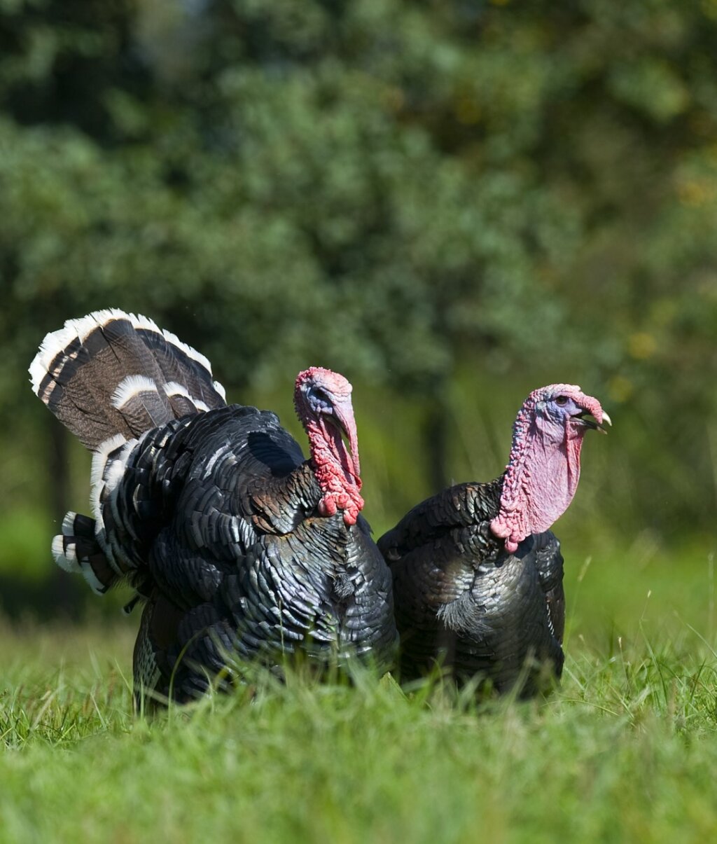 Adventski Kalendar (9)