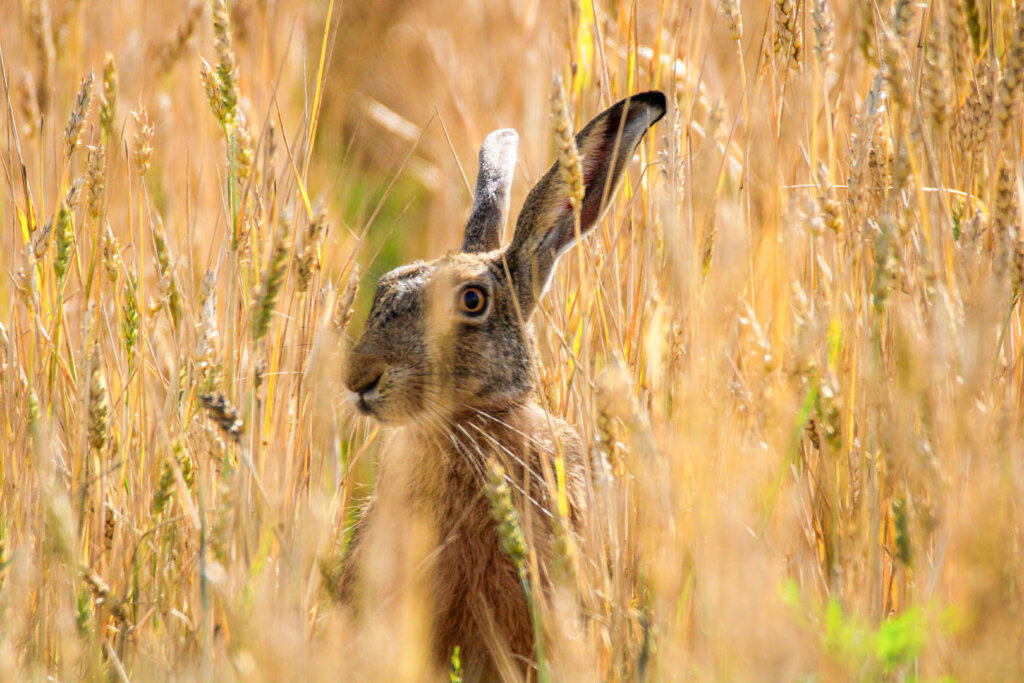 Krznaric Rabbit Zgsalon