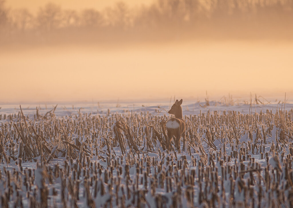 Persinovic Deer In The Fog